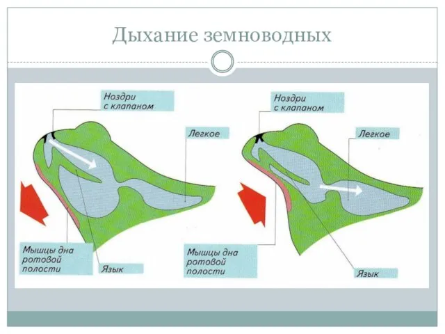 Дыхание земноводных