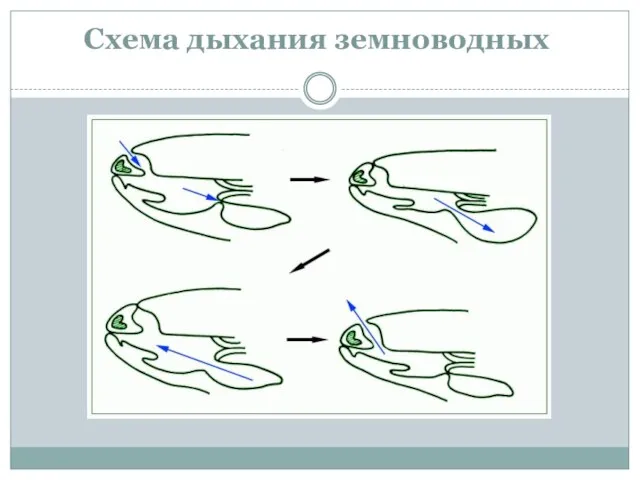 Схема дыхания земноводных