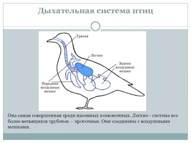 Дыхательная система птиц Она самая совершенная среди наземных позвоночных. Легкие - система