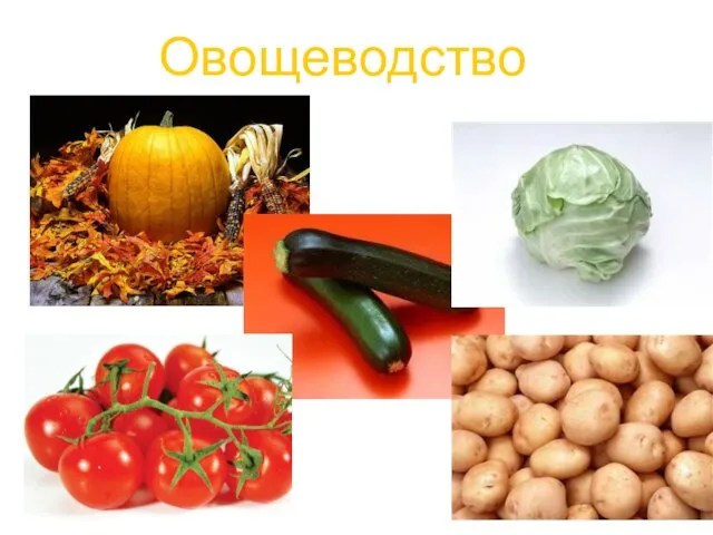 Овощеводство