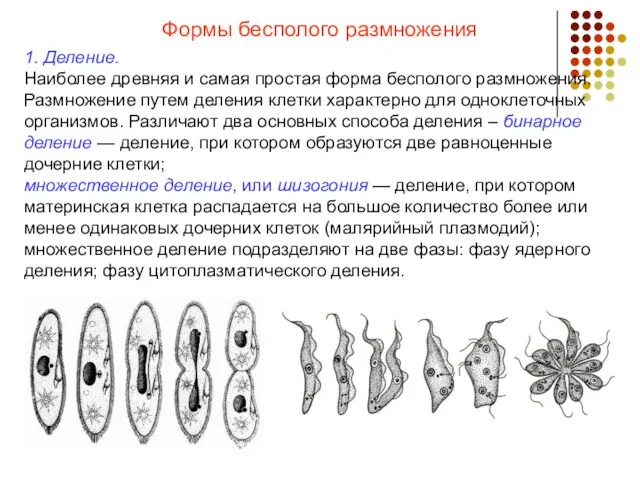 Формы бесполого размножения 1. Деление. Наиболее древняя и самая простая форма бесполого