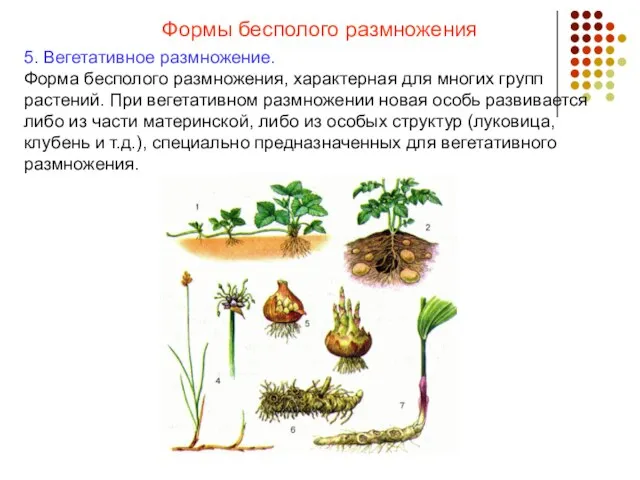 Формы бесполого размножения 5. Вегетативное размножение. Форма бесполого размножения, характерная для многих