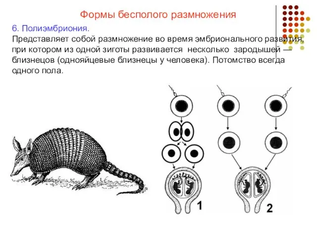 Формы бесполого размножения 6. Полиэмбриония. Представляет собой размножение во время эмбрионального развития,