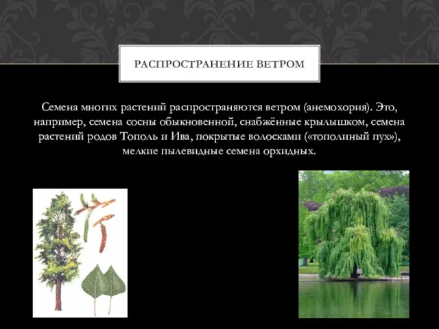 Семена многих растений распространяются ветром (анемохория). Это, например, семена сосны обыкновенной, снабжённые