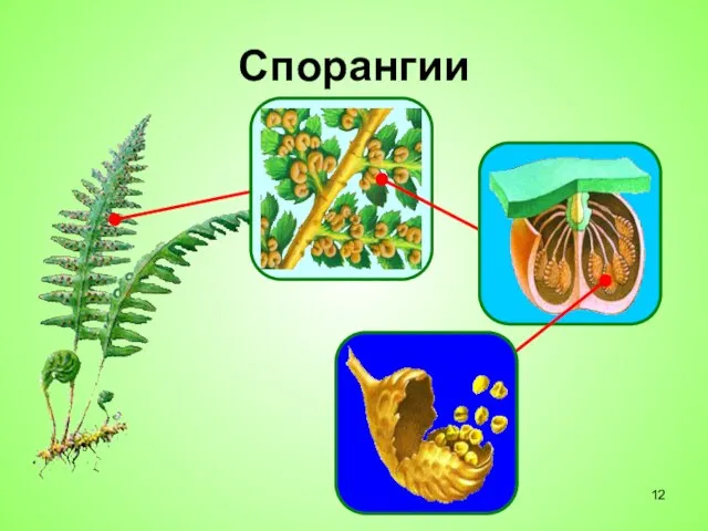 Спорангии