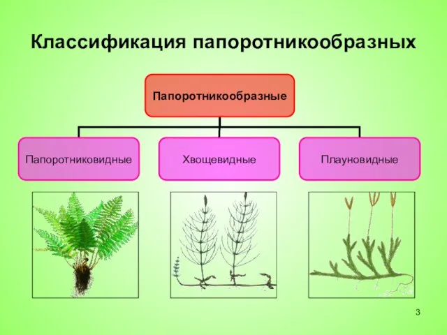 Классификация папоротникообразных