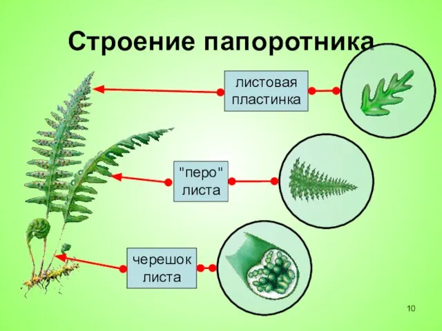 Строение папоротника