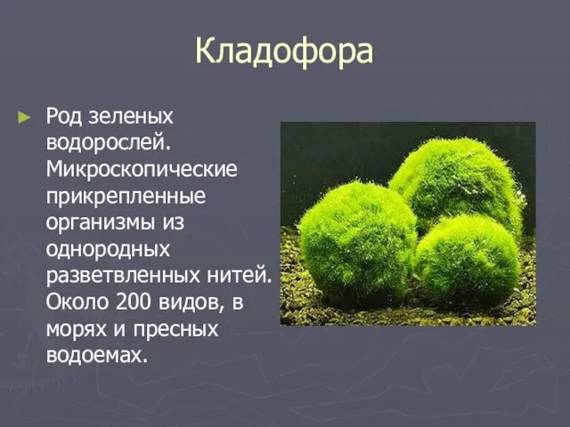 Кладофора Род зеленых водорослей. Микроскопические прикрепленные организмы из однородных разветвленных нитей. Около