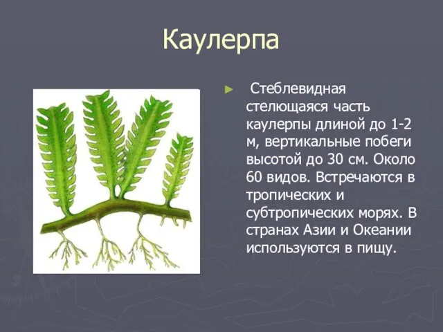 Каулерпа Стеблевидная стелющаяся часть каулерпы длиной до 1-2 м, вертикальные побеги высотой