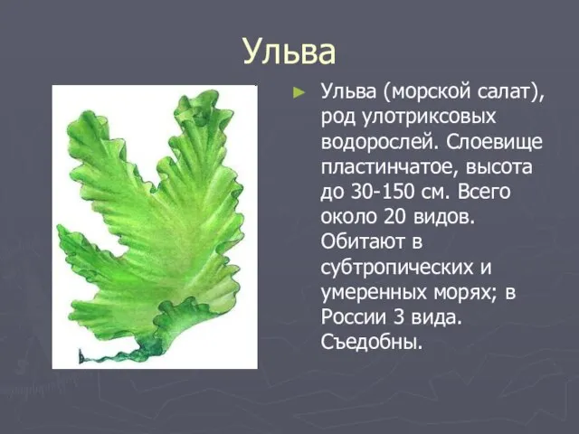 Ульва Ульва (морской салат), род улотриксовых водорослей. Слоевище пластинчатое, высота до 30-150