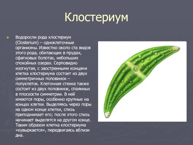 Клостериум Водоросли рода клостериум (Closterium) – одноклеточные организмы. Известно около ста видов