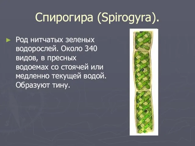 Спирогира (Spirogyra). Род нитчатых зеленых водорослей. Около 340 видов, в пресных водоемах