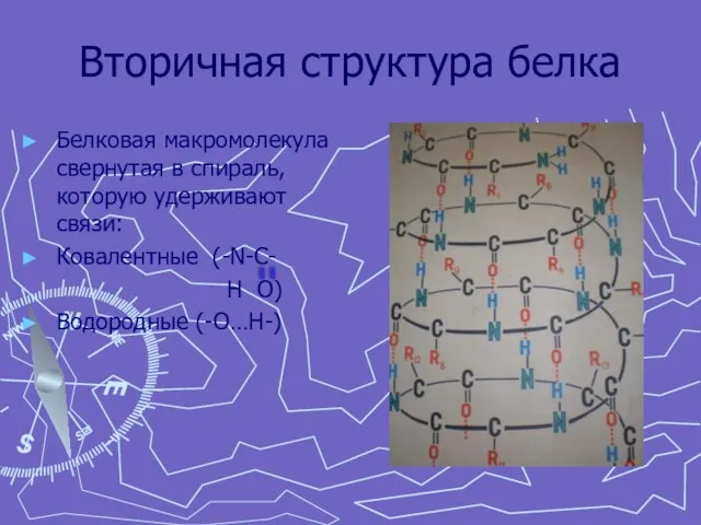 Вторичная структура белка Белковая макромолекула свернутая в спираль, которую удерживают связи: Ковалентные