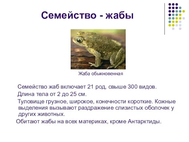 Семейство - жабы Семейство жаб включает 21 род, свыше 300 видов. Длина