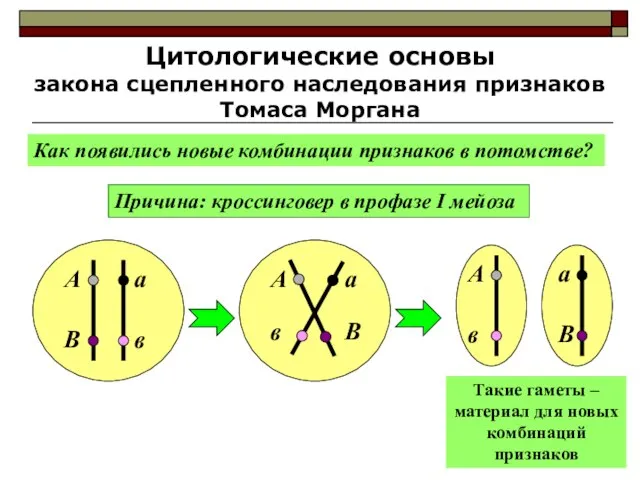 Цитологические основы закона сцепленного наследования признаков Томаса Моргана Как появились новые комбинации