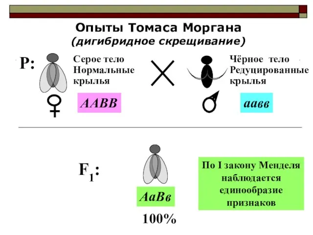 P: Опыты Томаса Моргана (дигибридное скрещивание) Серое тело Нормальные крылья Чёрное тело