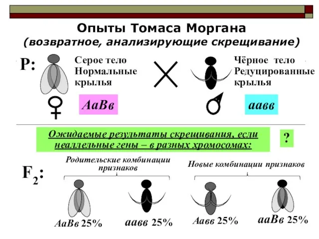 Опыты Томаса Моргана (возвратное, анализирующие скрещивание) F2: Ожидаемые результаты скрещивания, если неаллельные