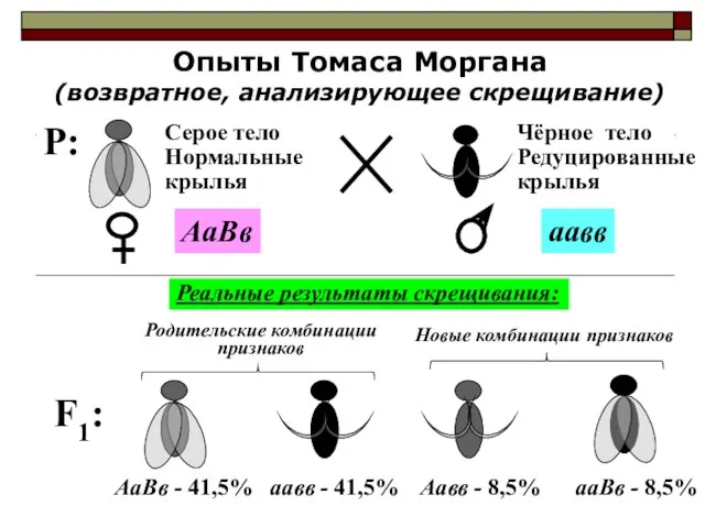 Опыты Томаса Моргана (возвратное, анализирующее скрещивание) F1: Реальные результаты скрещивания: