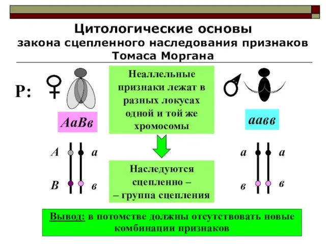 Цитологические основы закона сцепленного наследования признаков Томаса Моргана Неаллельные признаки лежат в