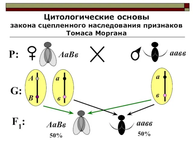 Цитологические основы закона сцепленного наследования признаков Томаса Моргана P: АаВв аавв G: