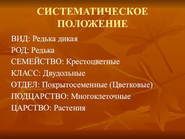 СИСТЕМАТИЧЕСКОЕ ПОЛОЖЕНИЕ ВИД: Редька дикая РОД: Редька СЕМЕЙСТВО: Крестоцветные КЛАСС: Двудольные ОТДЕЛ: