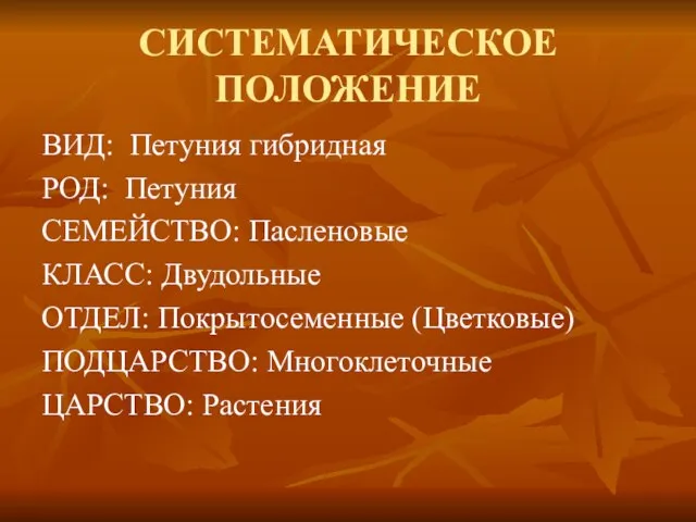 СИСТЕМАТИЧЕСКОЕ ПОЛОЖЕНИЕ ВИД: Петуния гибридная РОД: Петуния СЕМЕЙСТВО: Пасленовые КЛАСС: Двудольные ОТДЕЛ: