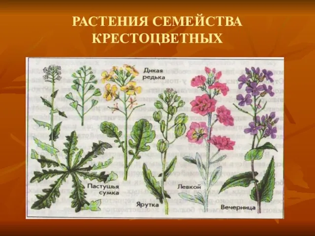 РАСТЕНИЯ СЕМЕЙСТВА КРЕСТОЦВЕТНЫХ