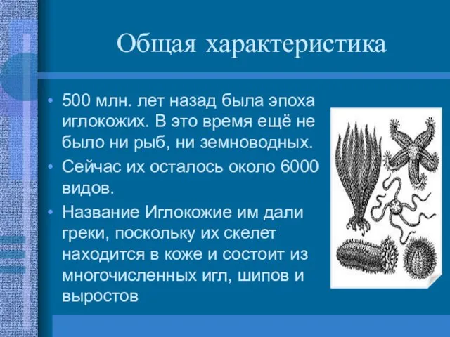 Общая характеристика 500 млн. лет назад была эпоха иглокожих. В это время