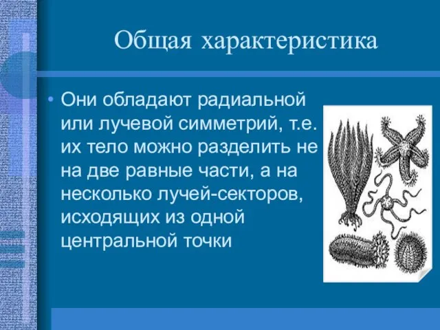 Общая характеристика Они обладают радиальной или лучевой симметрий, т.е. их тело можно