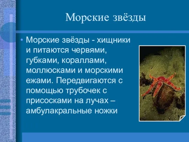 Морские звёзды Морские звёзды - хищники и питаются червями, губками, кораллами, моллюсками