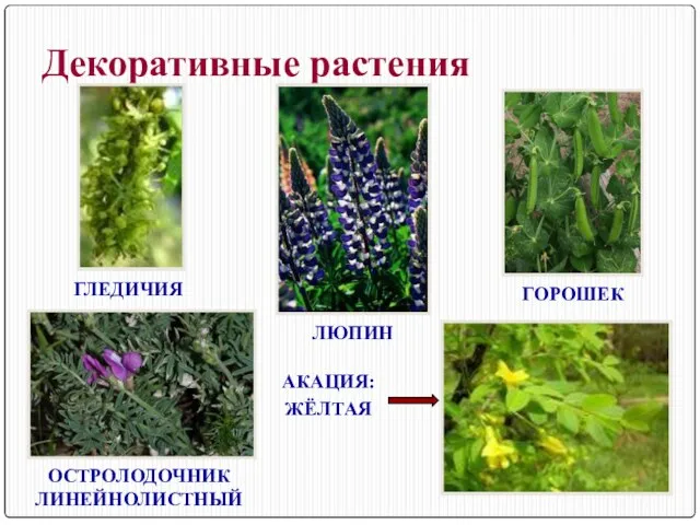 Декоративные растения ГОРОШЕК ЛЮПИН ГЛЕДИЧИЯ ОСТРОЛОДОЧНИК ЛИНЕЙНОЛИСТНЫЙ АКАЦИЯ: ЖЁЛТАЯ