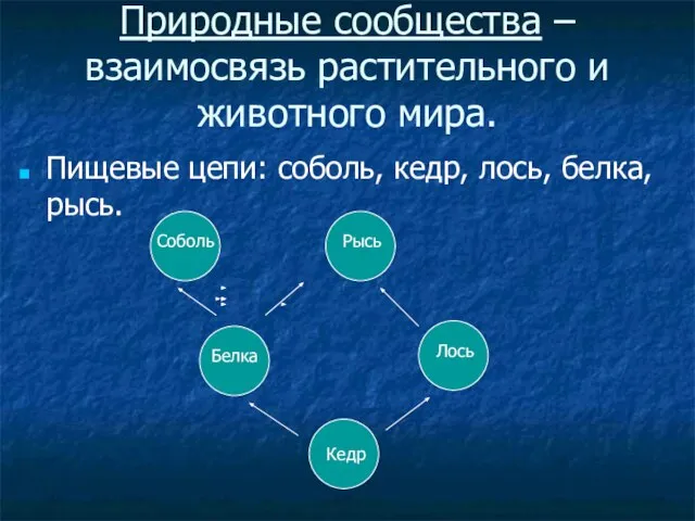 Природные сообщества – взаимосвязь растительного и животного мира. Пищевые цепи: соболь, кедр,