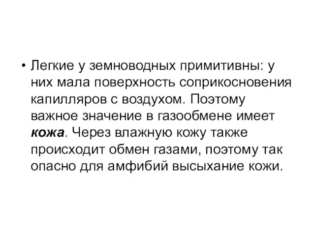 Легкие у земноводных примитивны: у них мала поверхность соприкосновения капилляров с воздухом.