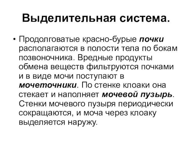 Выделительная система. Продолговатые красно-бурые почки располагаются в полости тела по бокам позвоночника.