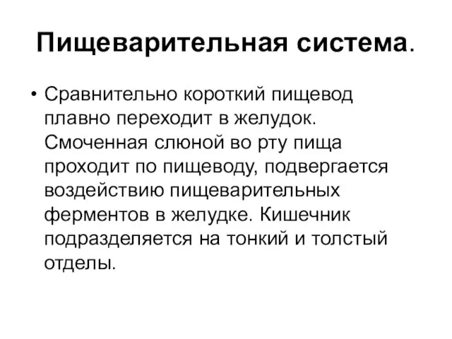 Пищеварительная система. Сравнительно короткий пищевод плавно переходит в желудок. Смоченная слюной во