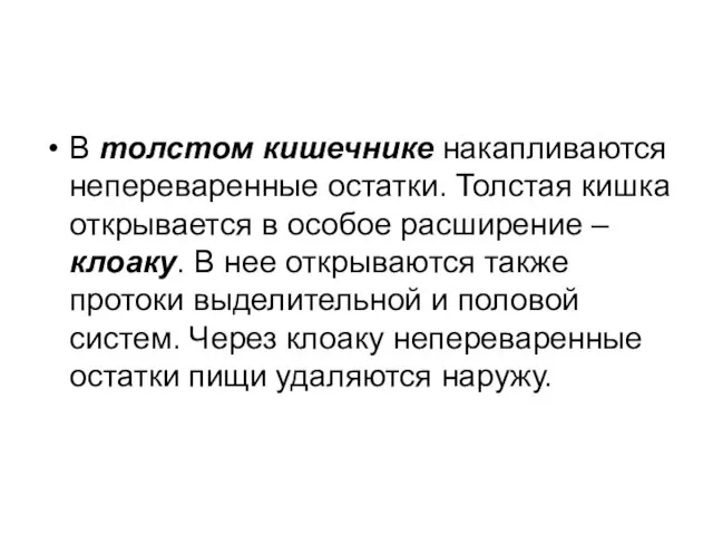 В толстом кишечнике накапливаются непереваренные остатки. Толстая кишка открывается в особое расширение