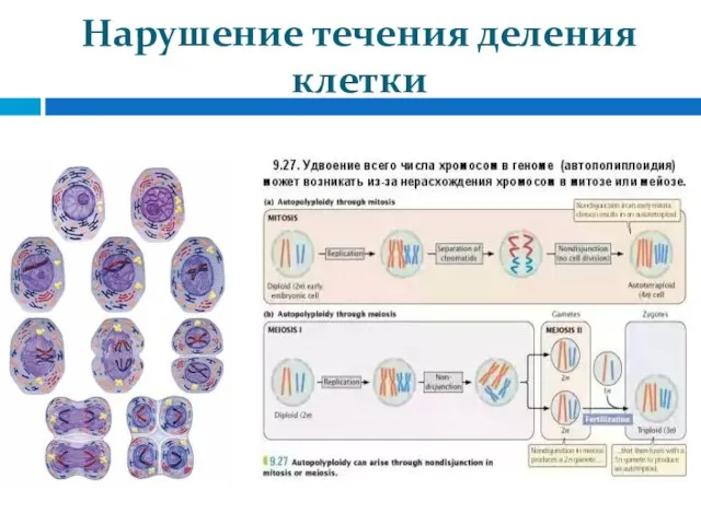 Нарушение течения деления клетки