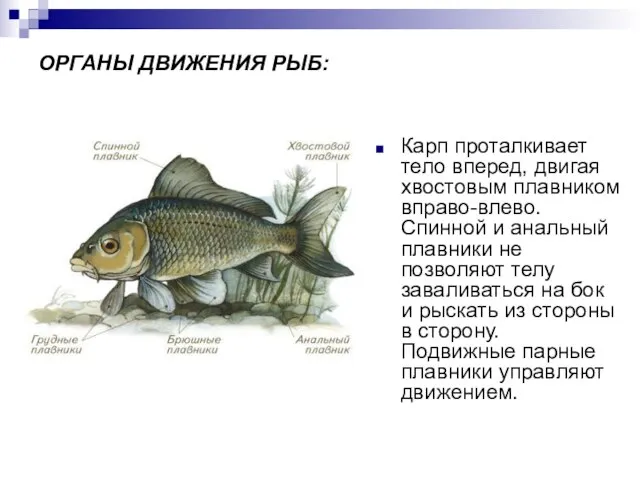 ОРГАНЫ ДВИЖЕНИЯ РЫБ: Карп проталкивает тело вперед, двигая хвостовым плавником вправо-влево. Спинной