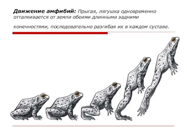 Движение амфибий: Прыгая, лягушка одновременно отталкивается от земли обеими длинными задними конечностями,