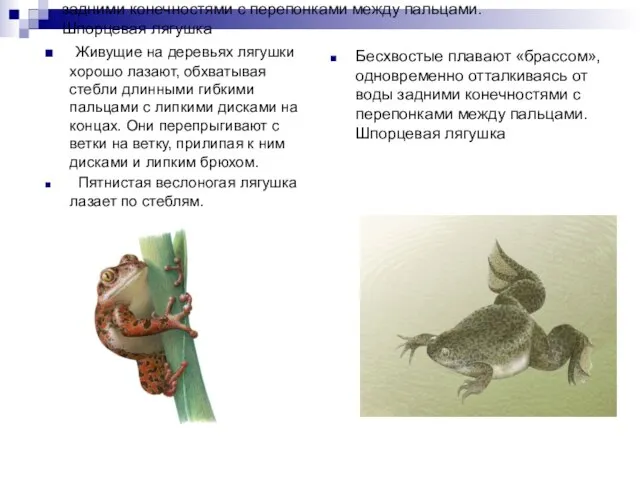 Бесхвостые плавают «брассом», одновременно отталкиваясь от воды задними конечностями с перепонками между