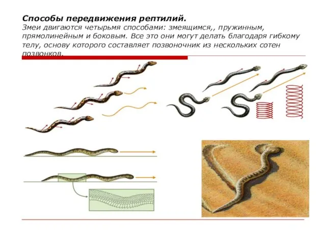 Способы передвижения рептилий. Змеи двигаются четырьмя способами: змеящимся,, пружинным, прямолинейным и боковым.