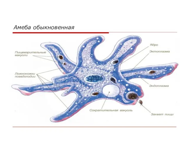 Амеба обыкновенная