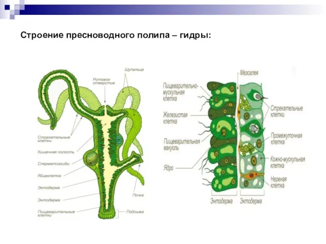 Строение пресноводного полипа – гидры: