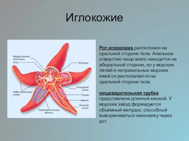 Иглокожие Рот иглокожих расположен на оральной стороне тела. Анальное отверстие чаще всего