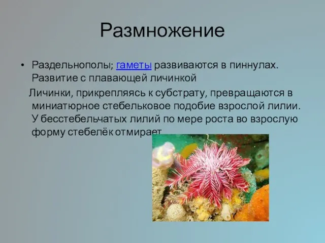 Размножение Раздельнополы; гаметы развиваются в пиннулах. Развитие с плавающей личинкой Личинки, прикрепляясь