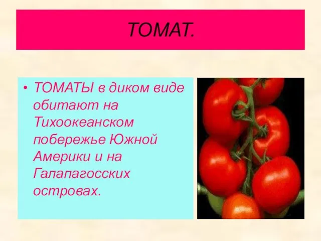 ТОМАТ. ТОМАТЫ в диком виде обитают на Тихоокеанском побережье Южной Америки и на Галапагосских островах.