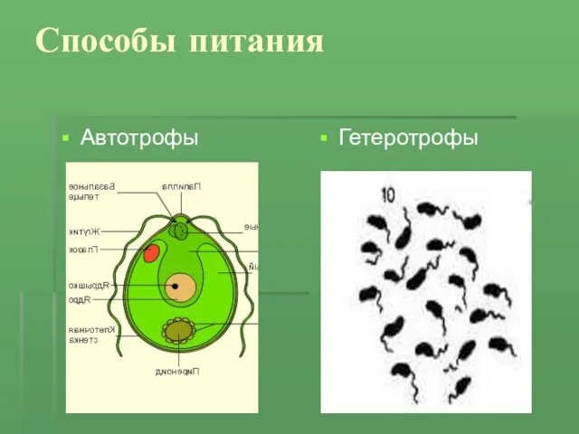 Способы питания Автотрофы Гетеротрофы