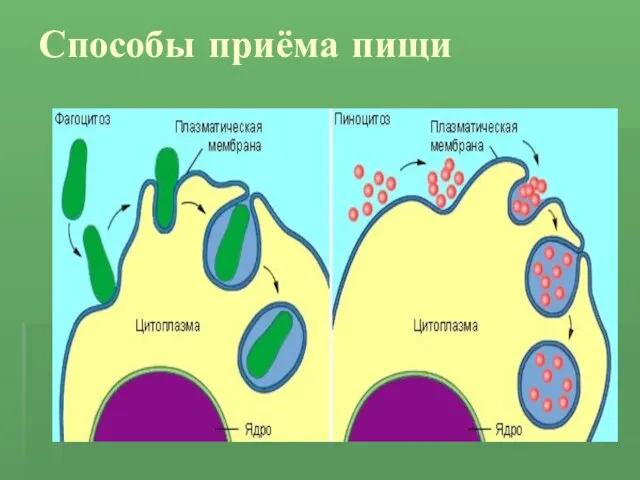 Способы приёма пищи