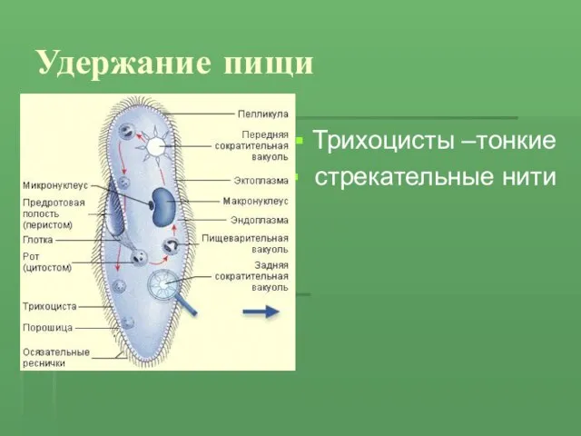 Удержание пищи Трихоцисты –тонкие стрекательные нити