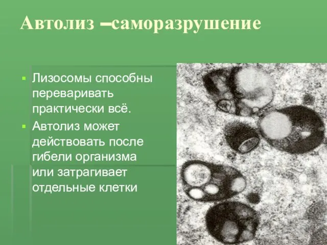 Автолиз –саморазрушение Лизосомы способны переваривать практически всё. Автолиз может действовать после гибели